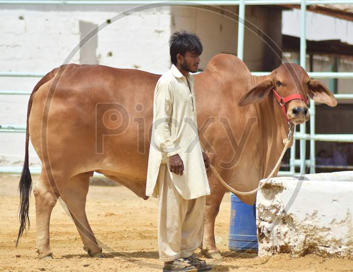 Beautiful Brown Sahiwal Breed Cow Standing with Workers Facing Camera for Photo shoot