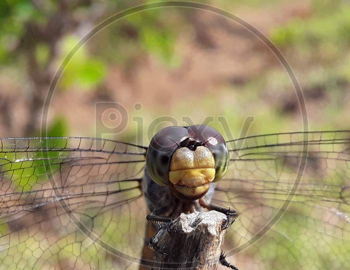 Dragon fly closeup