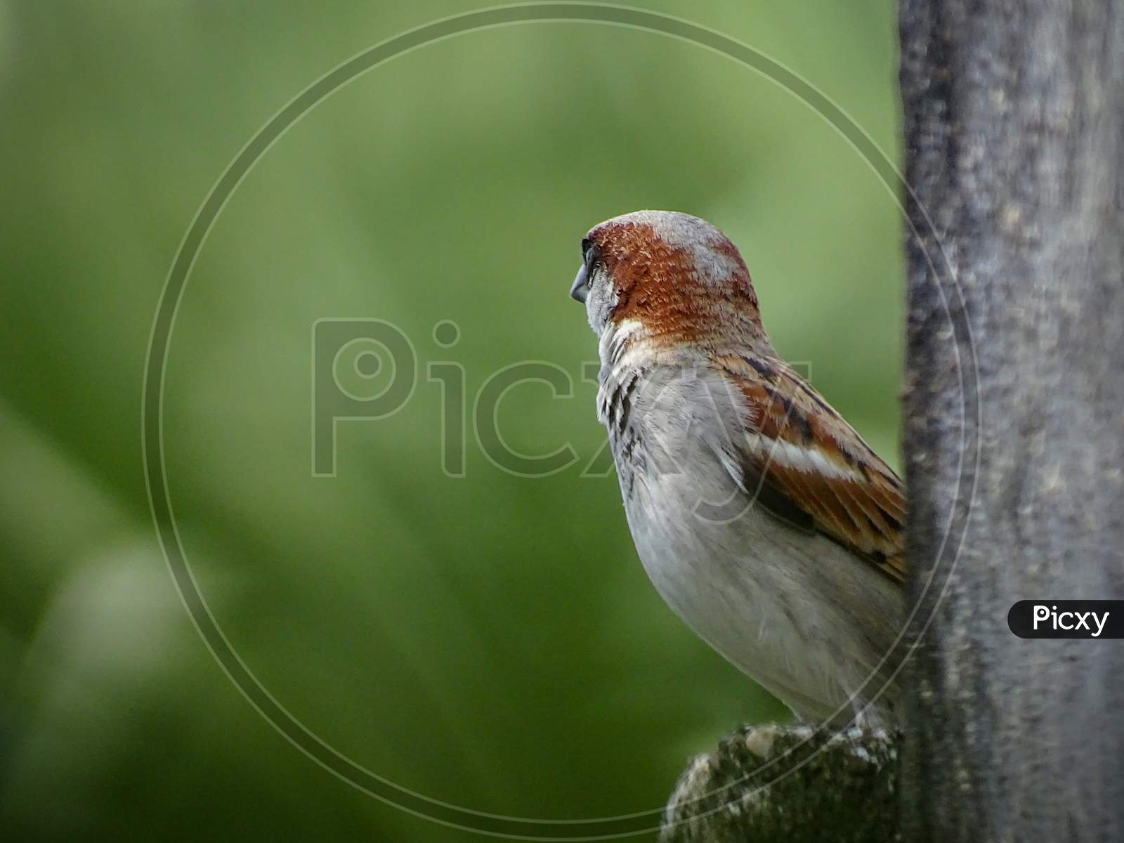 Sparrow, House sparrow