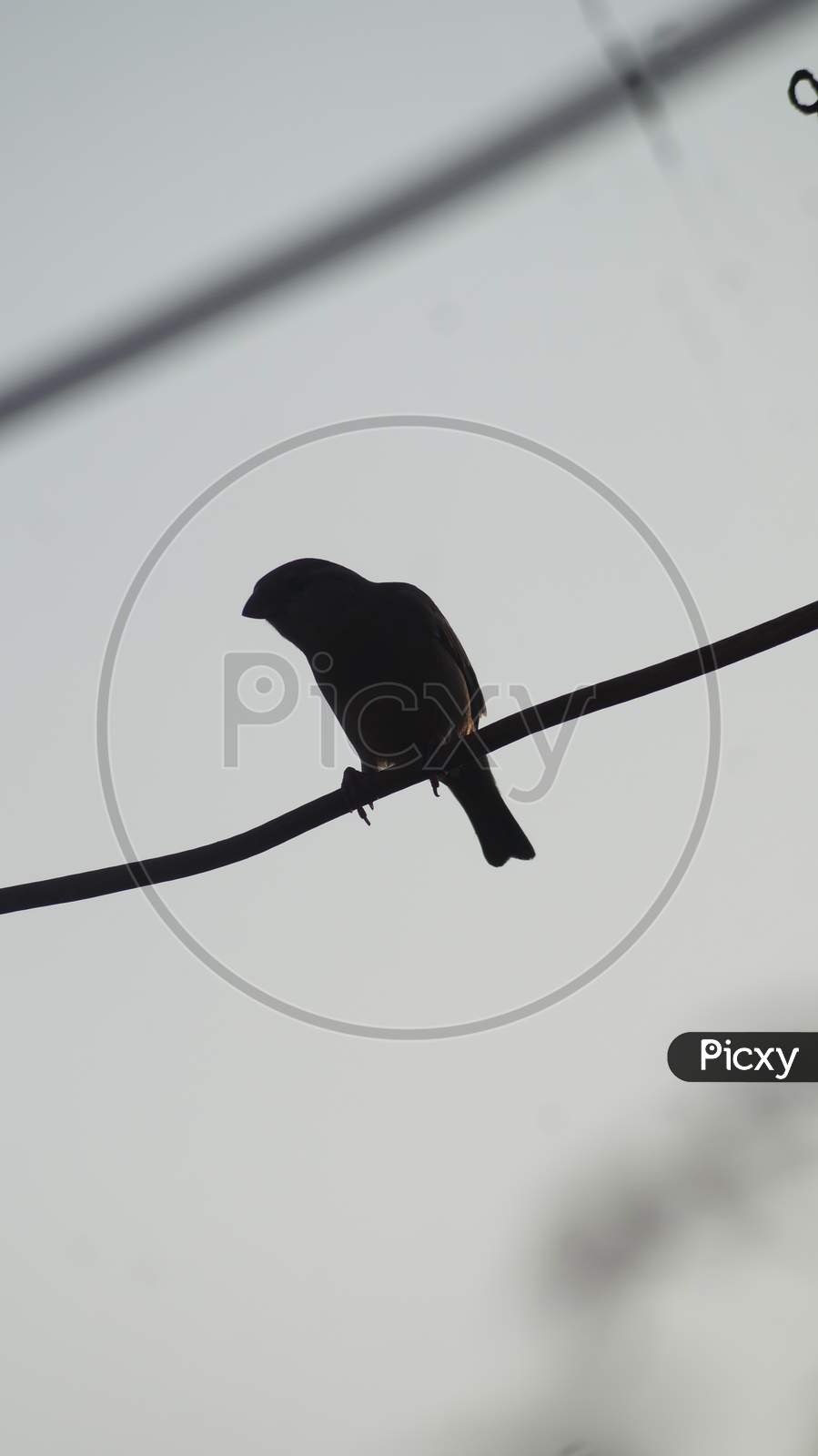 Photo I have drawn on the terrace when the bird was sitting on top of the wire.