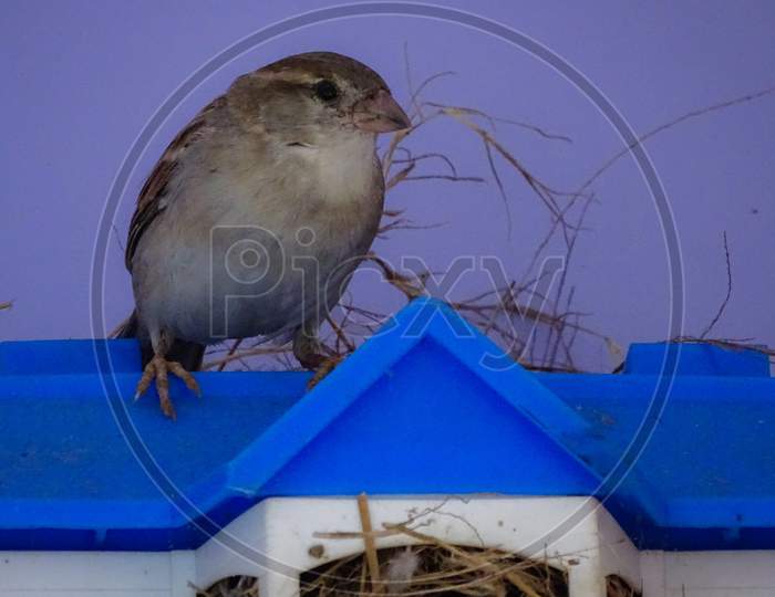 Female Sparrow, House sparrow