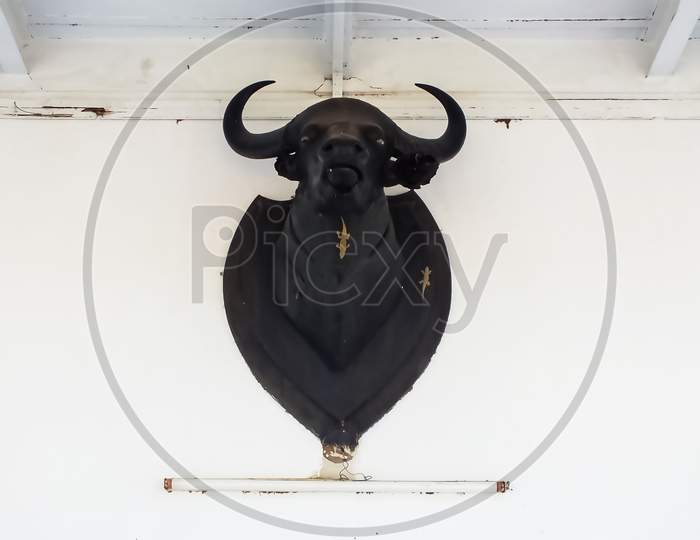 Buffalo head is kept in the kings palace