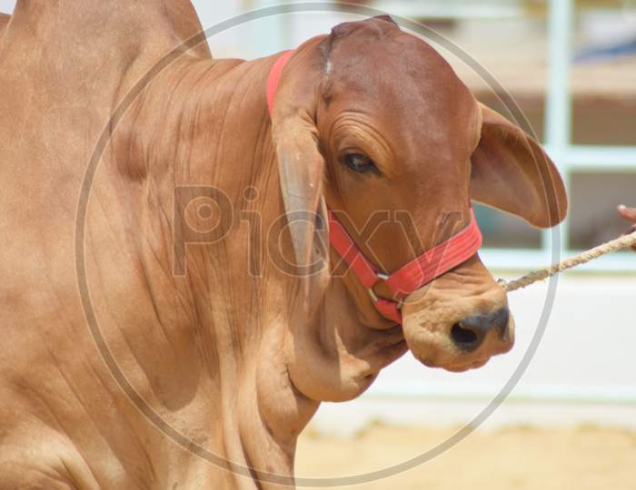 Beautiful Cow Close up Shot Portrait at a Modern Dairy & Cattle Farm