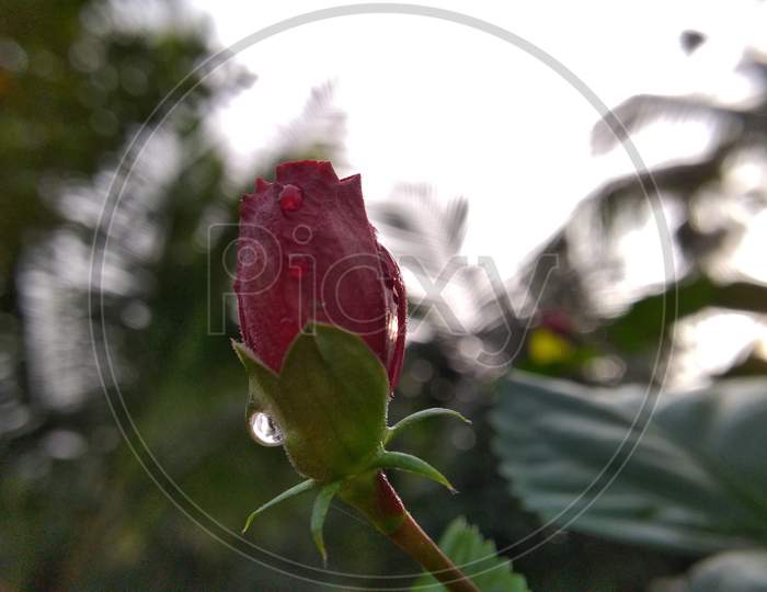 morning dew on a flower bud during winters