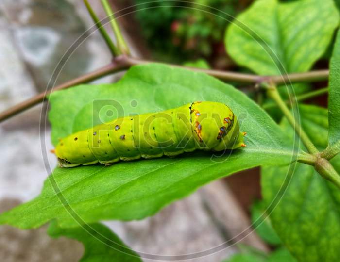 Green Caterpillar on Green Leaf