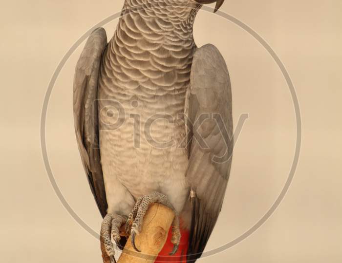 African grey parrot sitting on the trunk