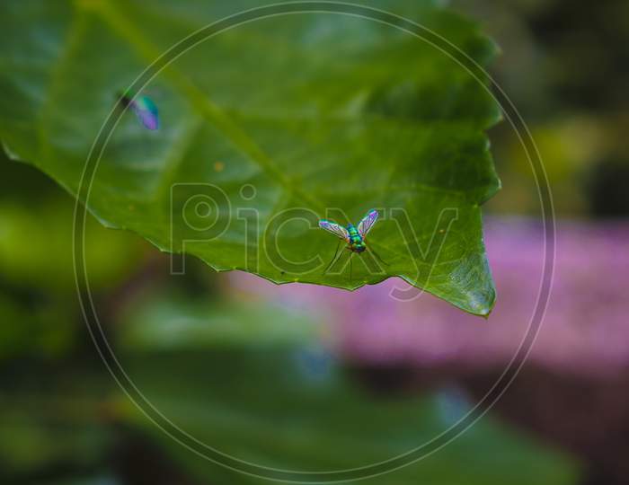 Fly insect on a leaf