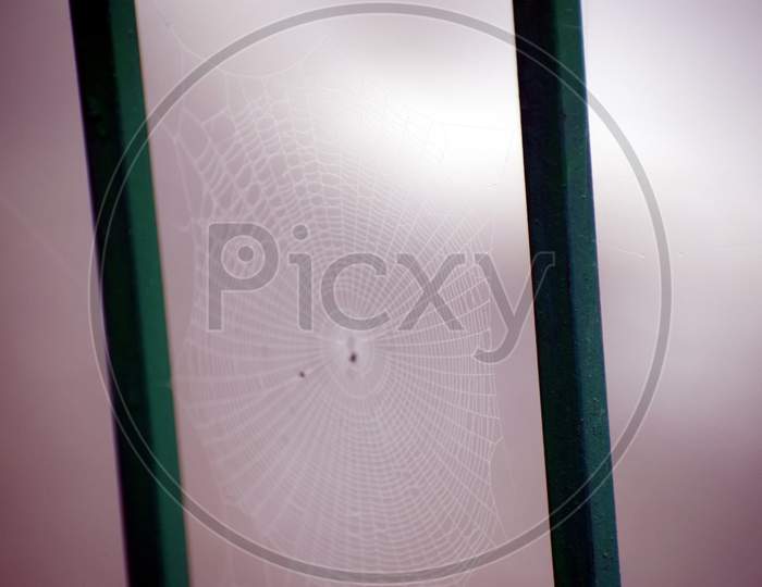 Picture Of Spider Web And Two Green Pol