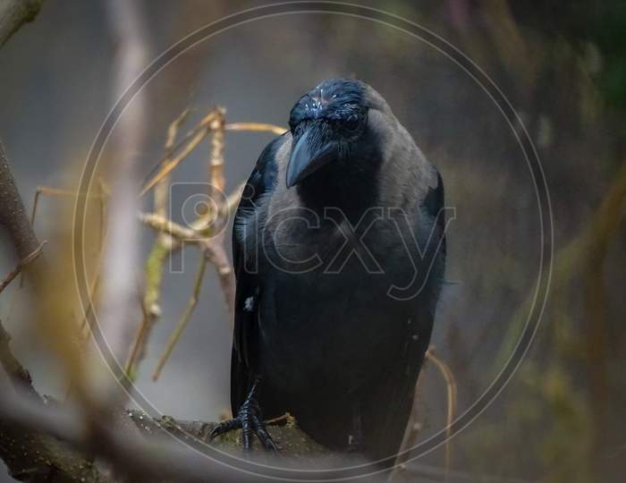 Crow, Indian crow