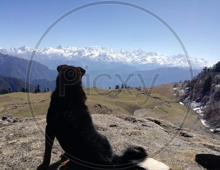 Dog Watching Dayara Summit