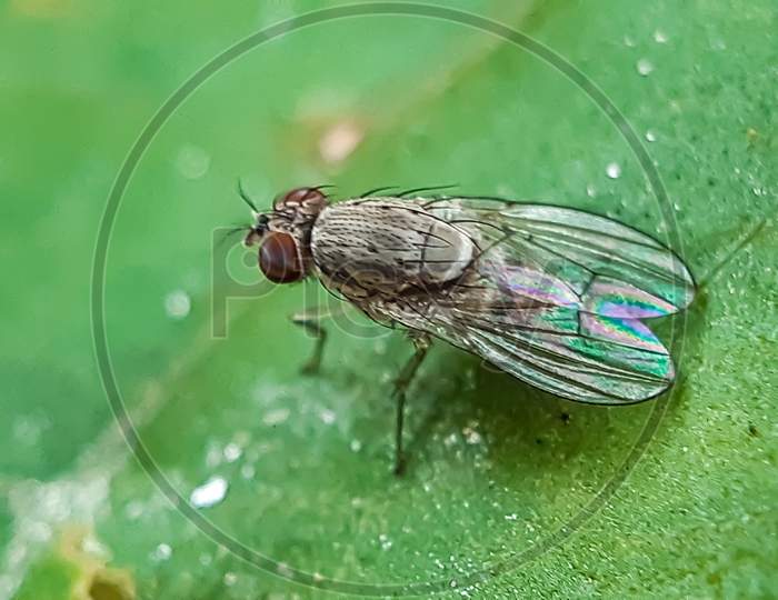 There Is A Fly Sitting On The Green Leaves And The Green Background.