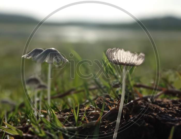 Mushrooms at river side