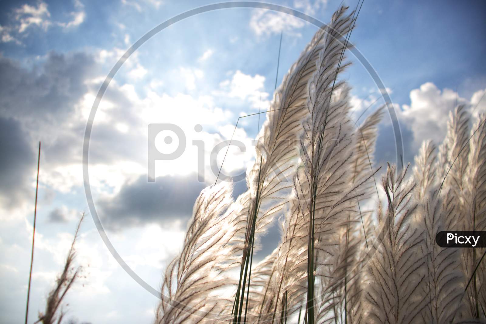 Saccharum Spontaneum Or Wild Sugarcane  In Daylight With Sun And Clouds, Also Known As Kans Grass Or Kash Phool