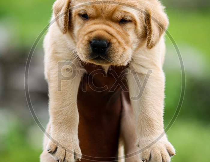 Labrador cute pup