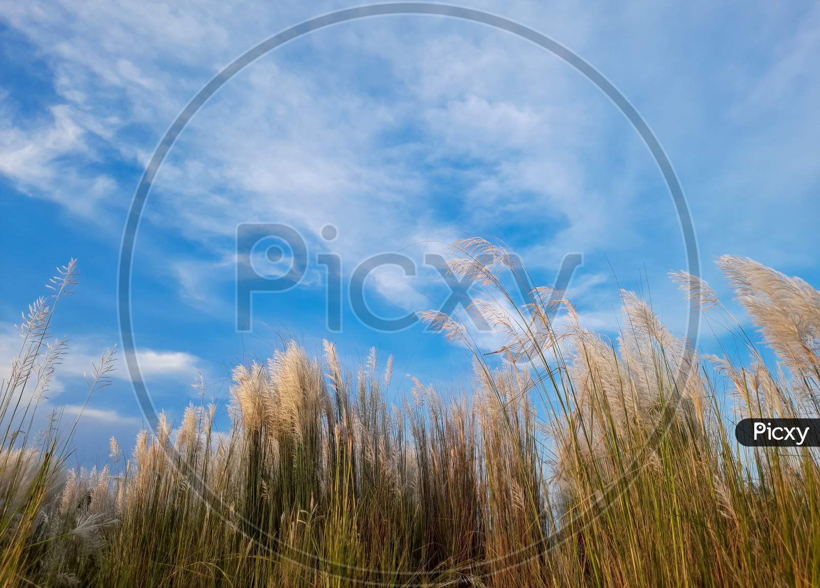 Saccharum Spontaneum Or Wild Sugarcane With Sky And Clouds, Also Known As Kans Grass or Kash Phool