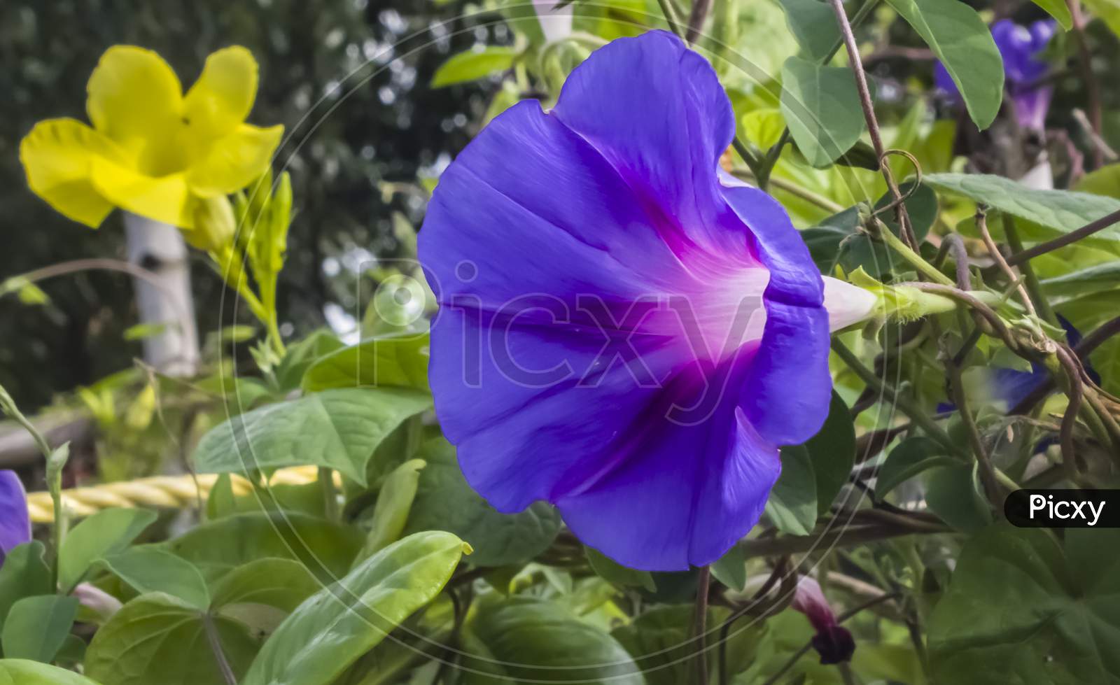 Close up phtgrpah of a Blue morning glory flower