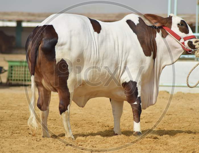 Heavy brown & white bull at a modern cattle farm