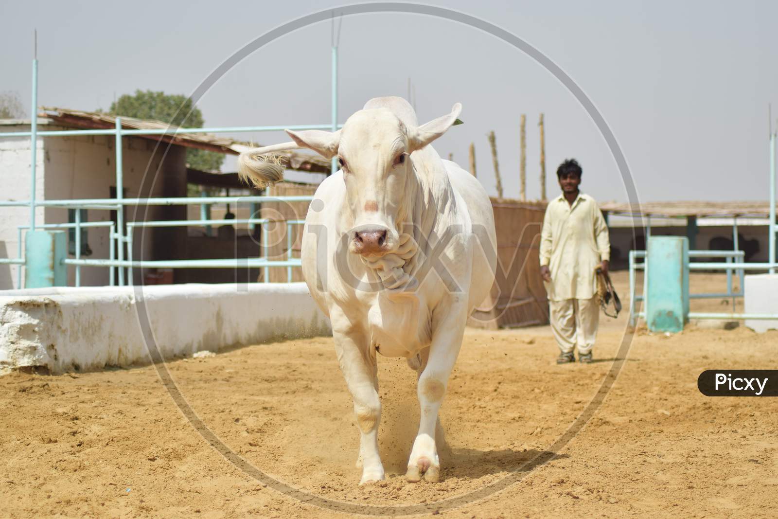 A White Bull running in the Cattle Farm