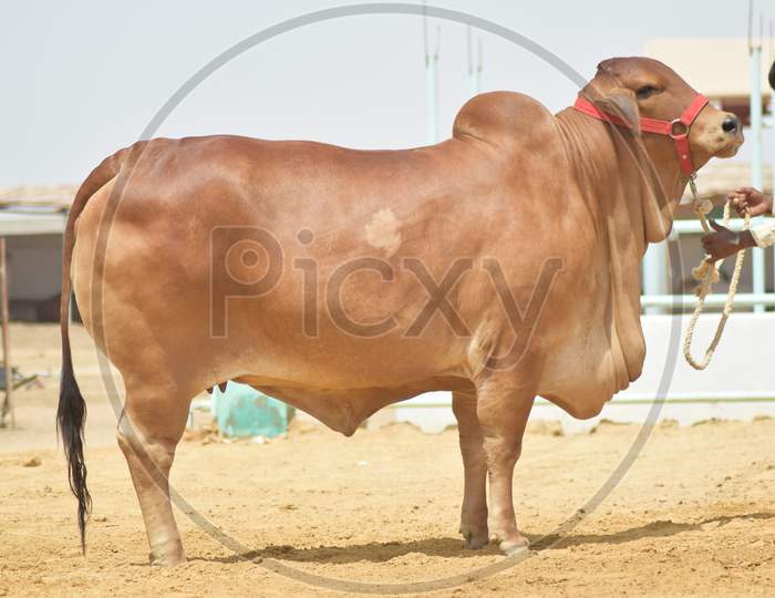 A Man with Brown Bull in a Cattle Farm