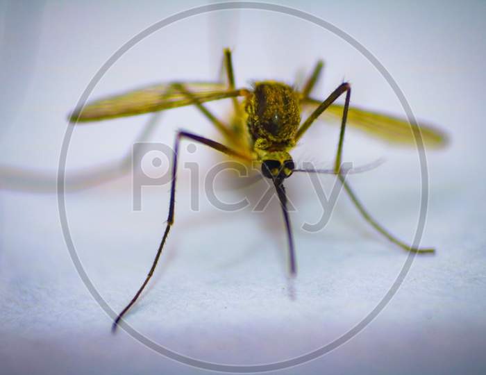 Mosquito Macro photo