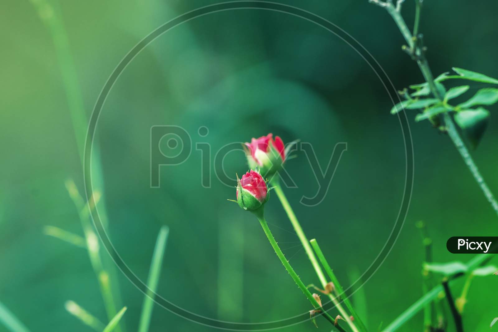 Red Rose Buds In Green