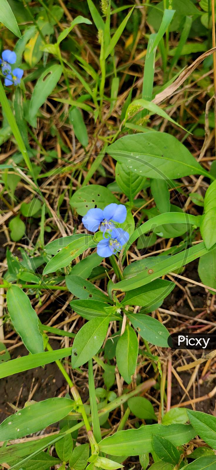 Tiny blue flowers in a farm