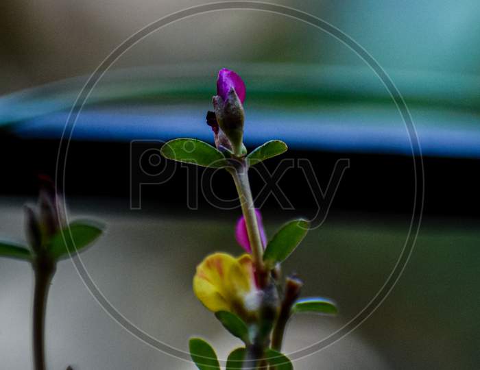 Macro photography Flowering plant