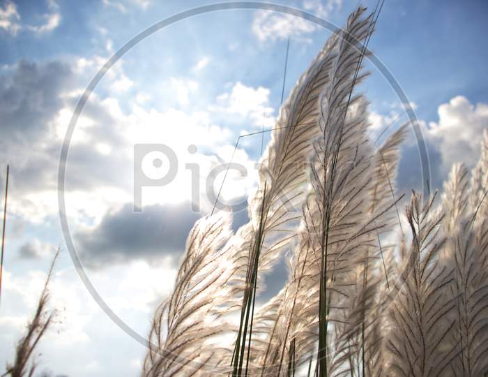 Saccharum Spontaneum Or Wild Sugarcane  In Daylight With Sun And Clouds, Also Known As Kans Grass Or Kash Phool