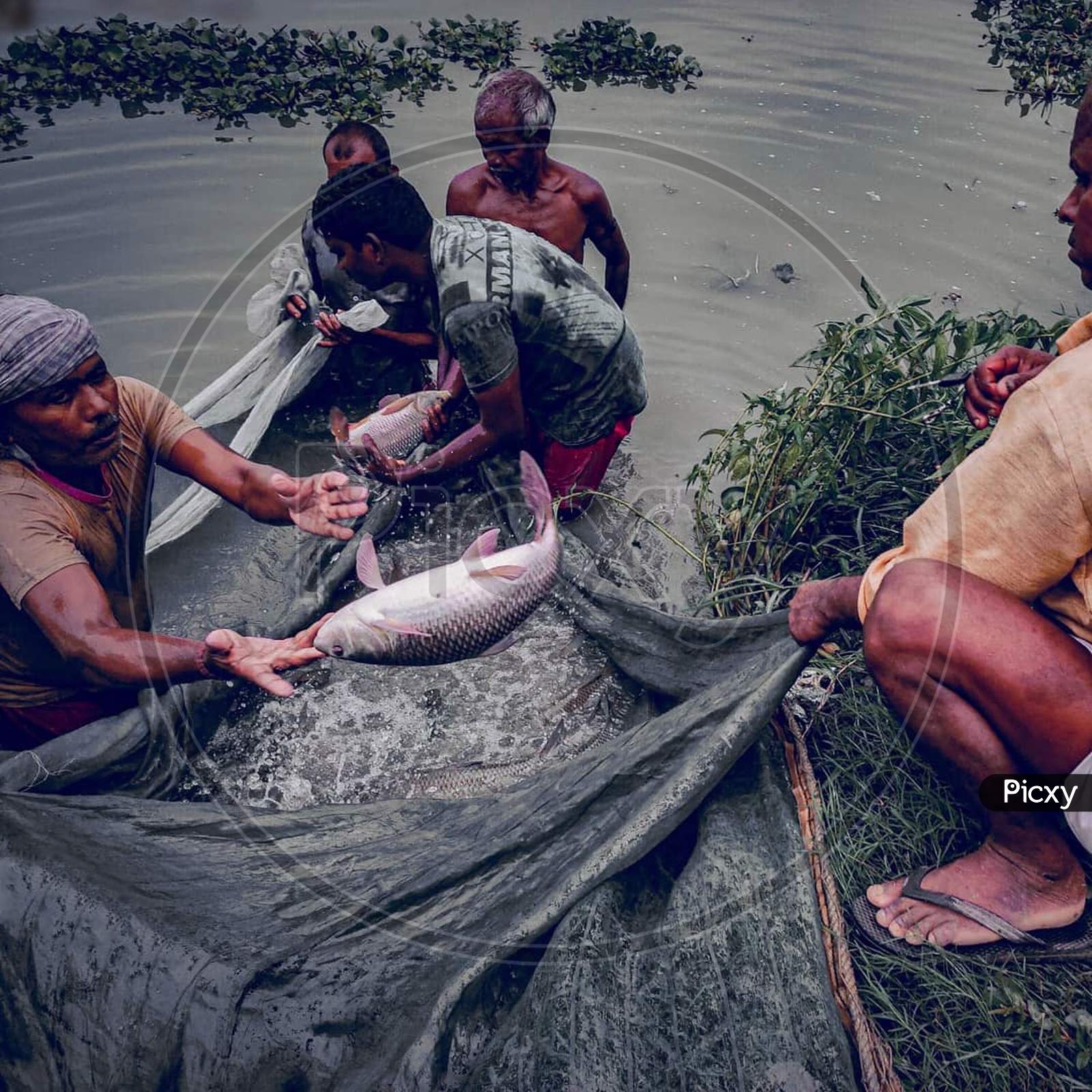 Image of Fishing, fisherman, fish, fishing net, photography