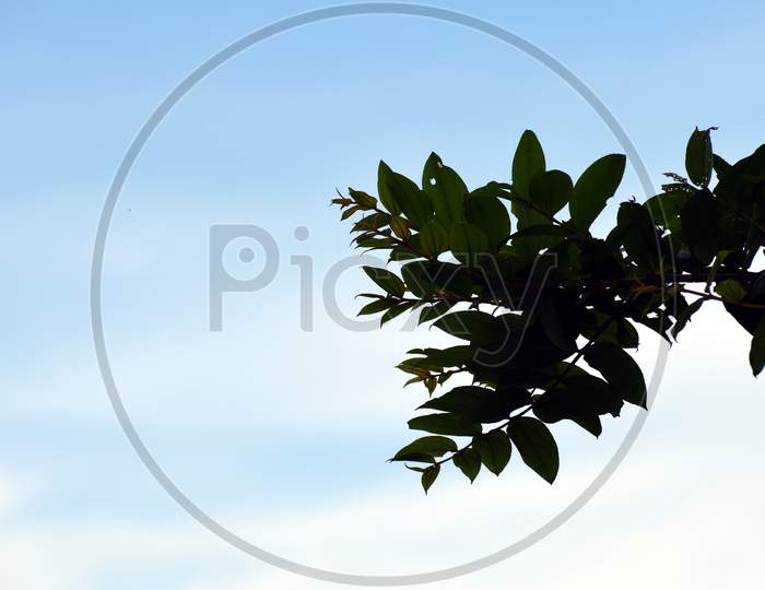 Beautiful Picture Of Green Leaves On Tree Branch And Blue Sky In Background