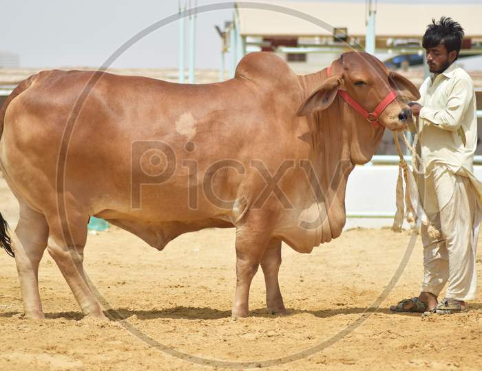 Beautiful Brown Sahiwal Breed Cow Standing with Workers Facing Camera for Photo shoot at a Modern Dairy & Cattle Farm