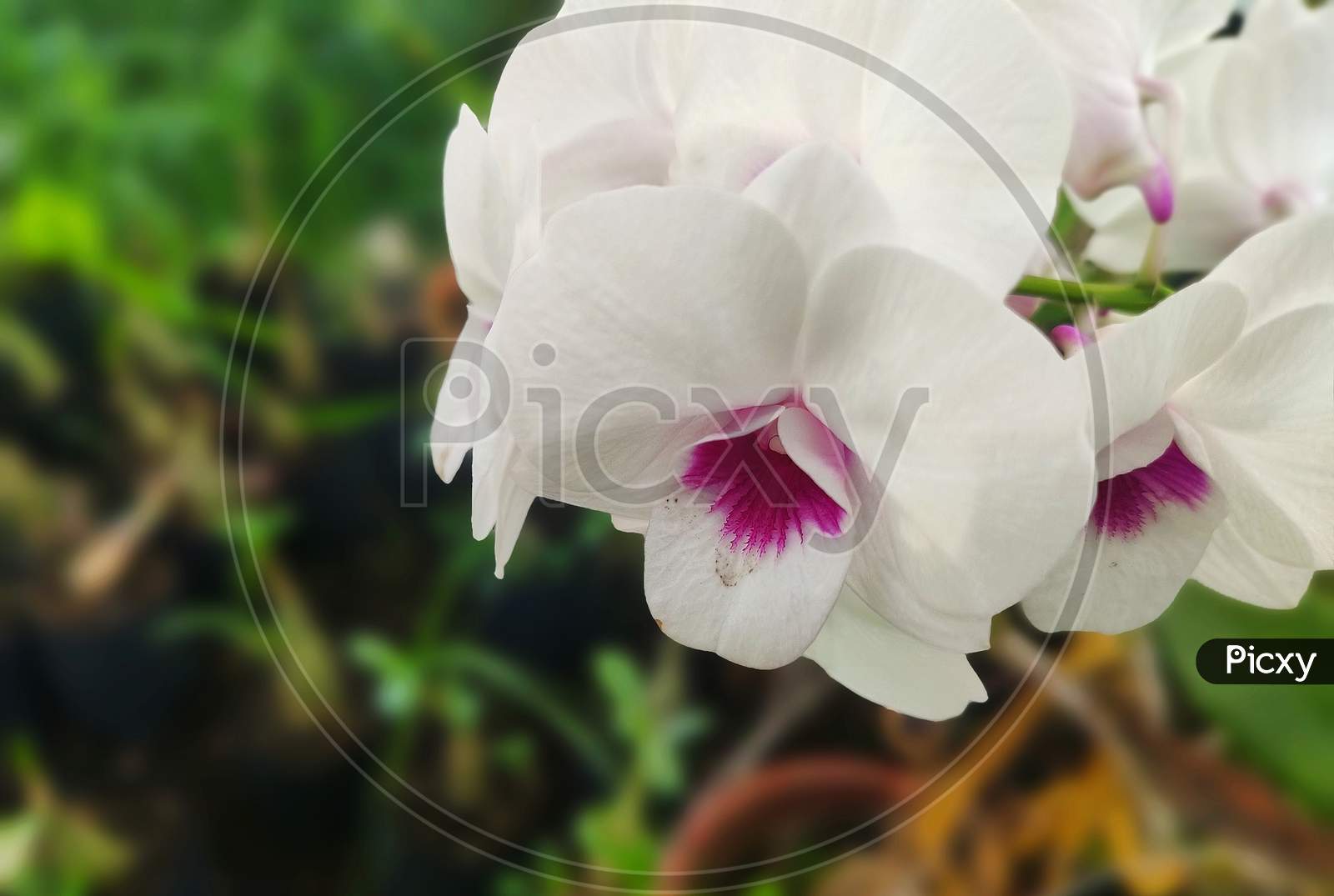 Orchid flower in gerden