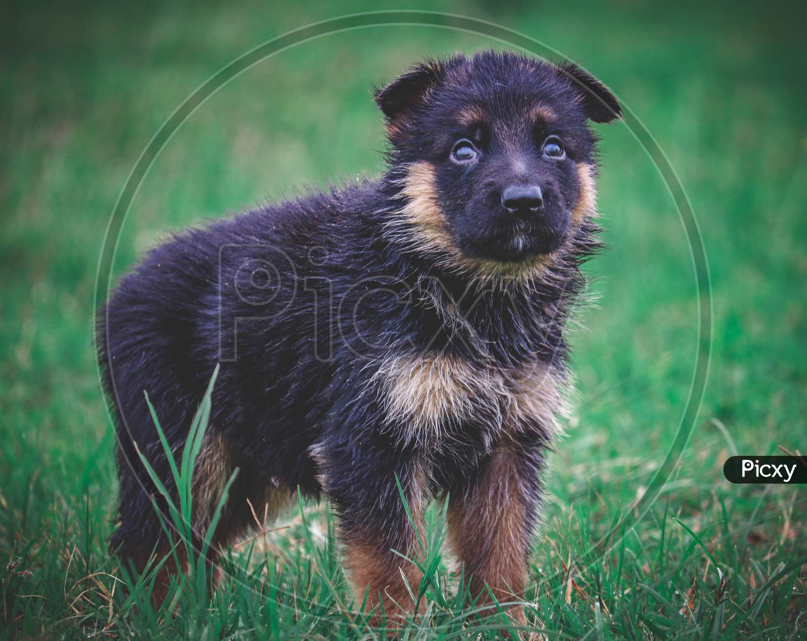 Little German shepherd puppy