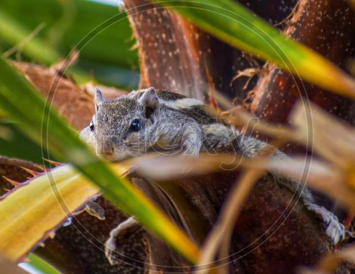 A Squirrel resting on a leaf