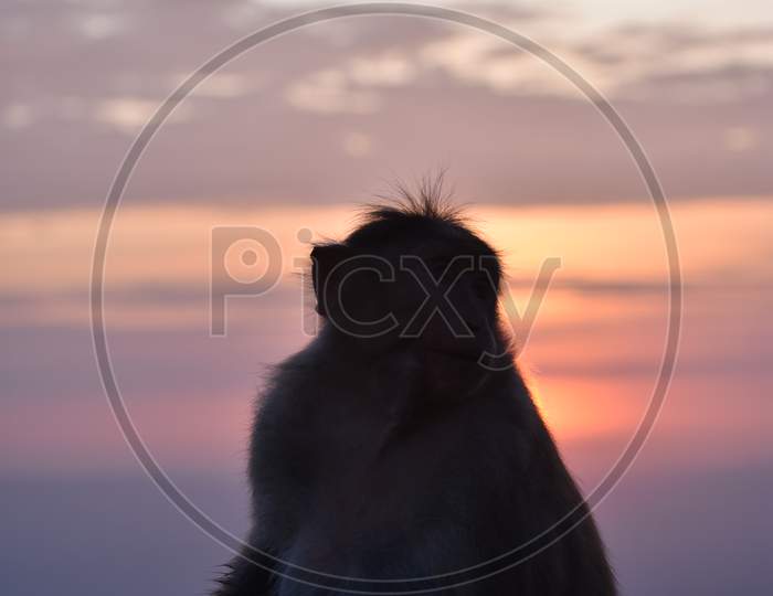 Silhouette of monkey