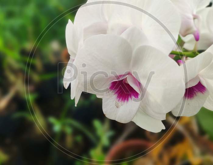 Orchid flower in gerden