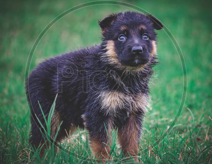 Little German shepherd puppy