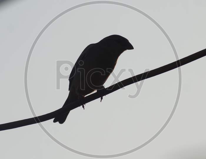 The bird is sitting and its photo is taken on the wire.