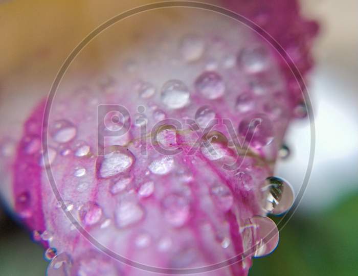 Dewdrops, macro
