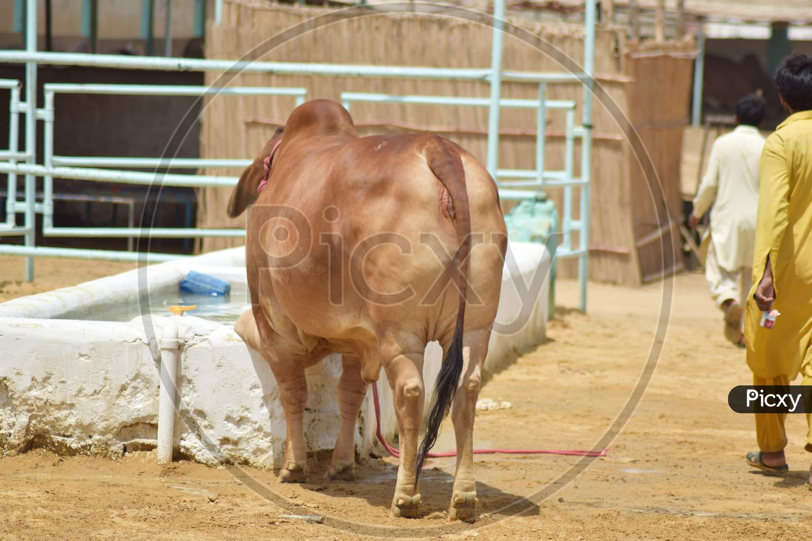 A Brown Bull drinking water in Cattle Farm