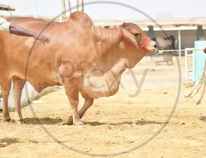 A Man pulling Brown Bull in Cattle Farm