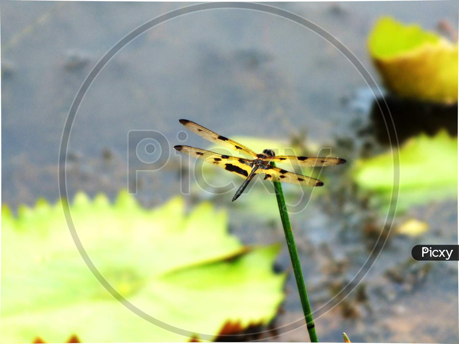 Yellow & black sptted dragonflies resting in the pond