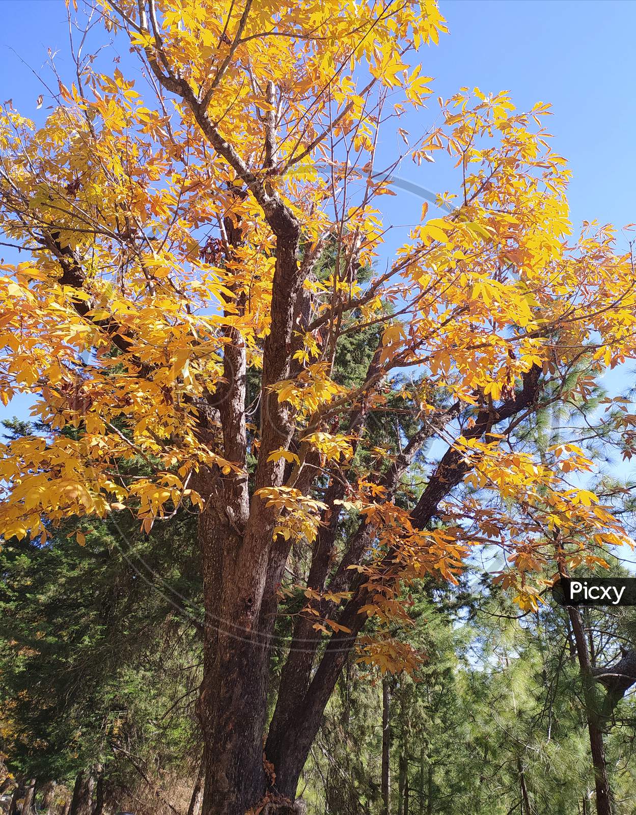Colorful Leaves, Tree, Kumaon