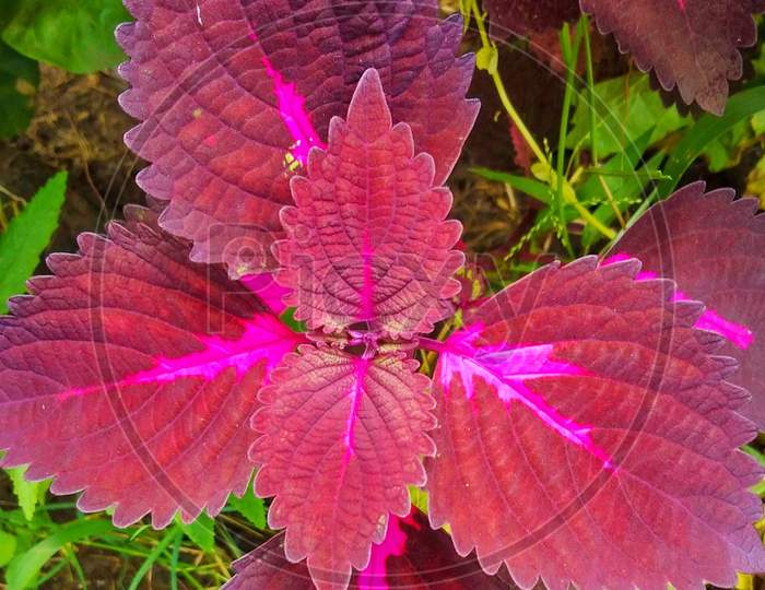 pink Leaf