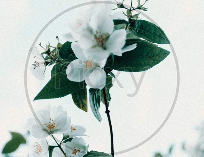 Wallpaper Of A White Flower With Copy Space And The Sky As The Background