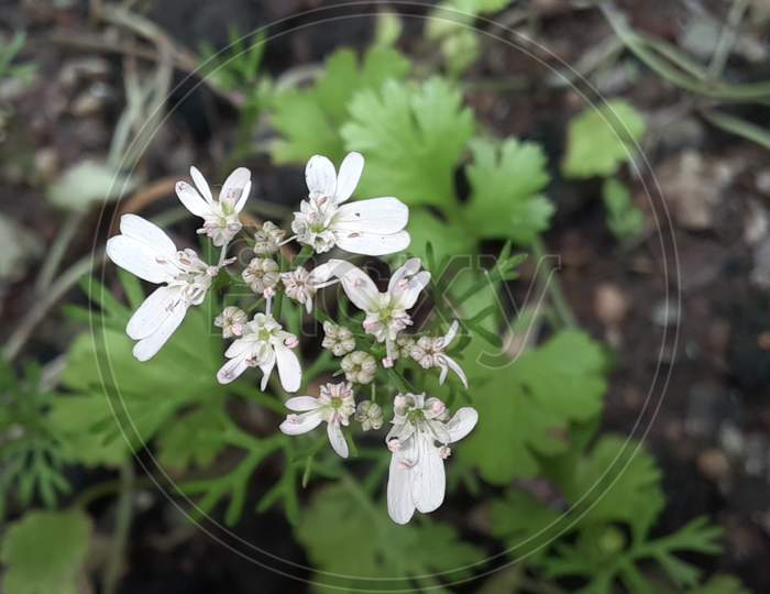 MICRO PHOTOGRAPHY GREEN CORIANDER LEAVES FLOWER.