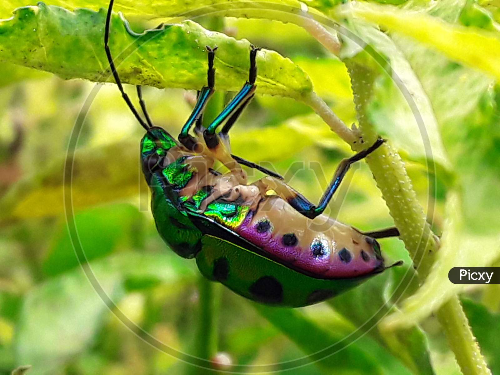 jewel bug