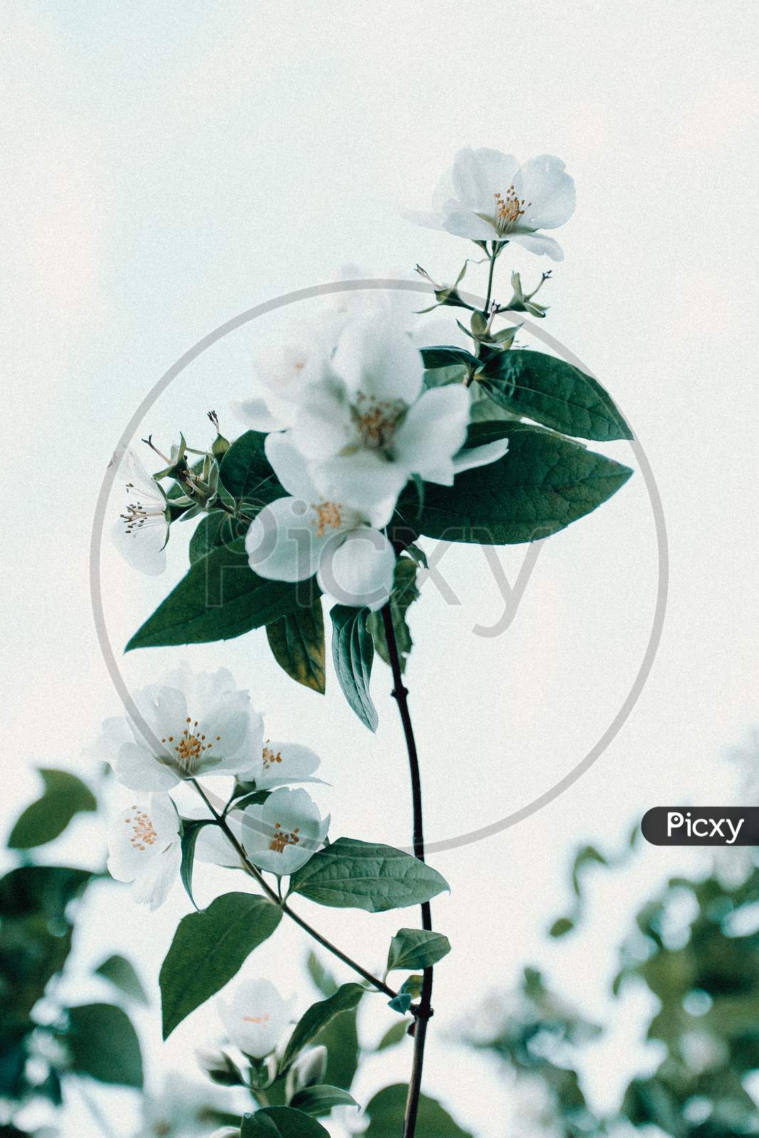 Wallpaper Of A White Flower With Copy Space And The Sky As The Background