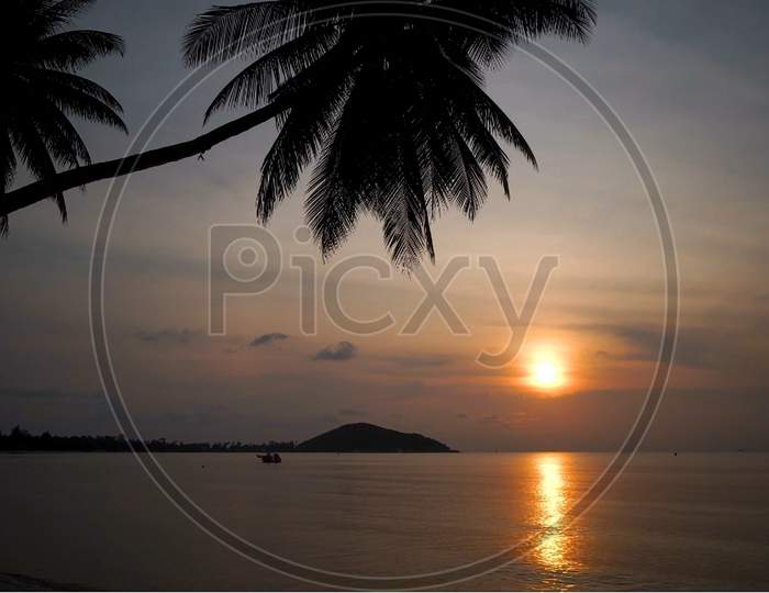 Silhouette of Palm Tree Near Body of Water during Sunset
