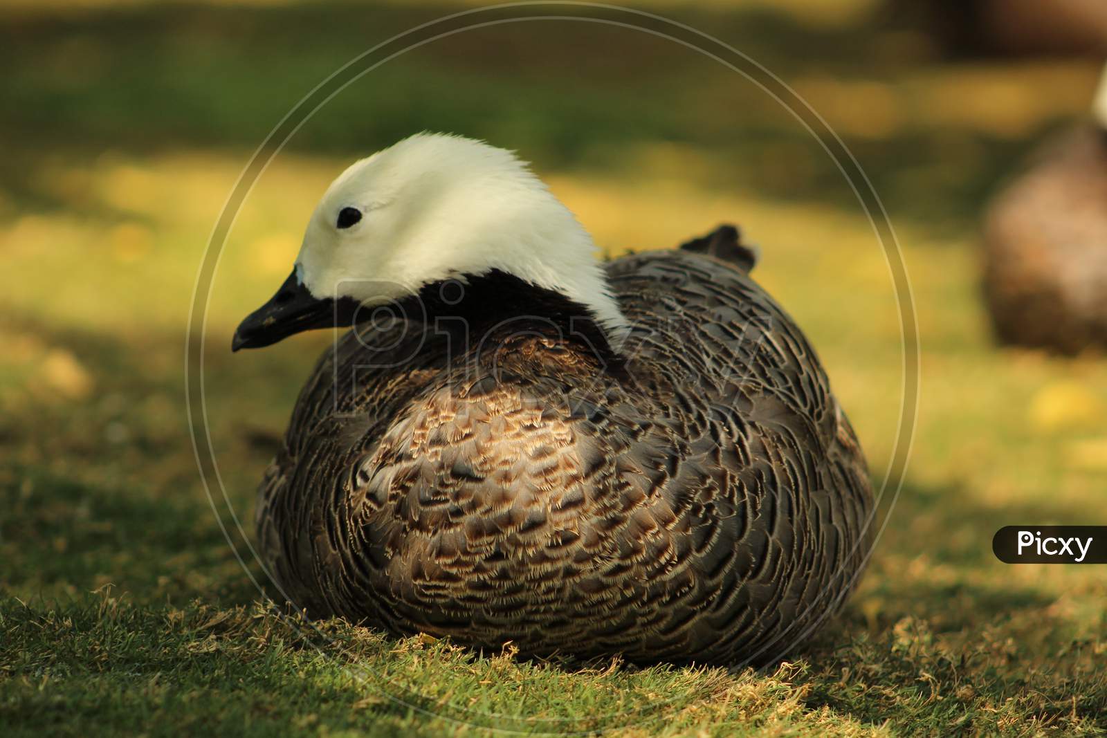 A beautiful duck sitting on the grass.